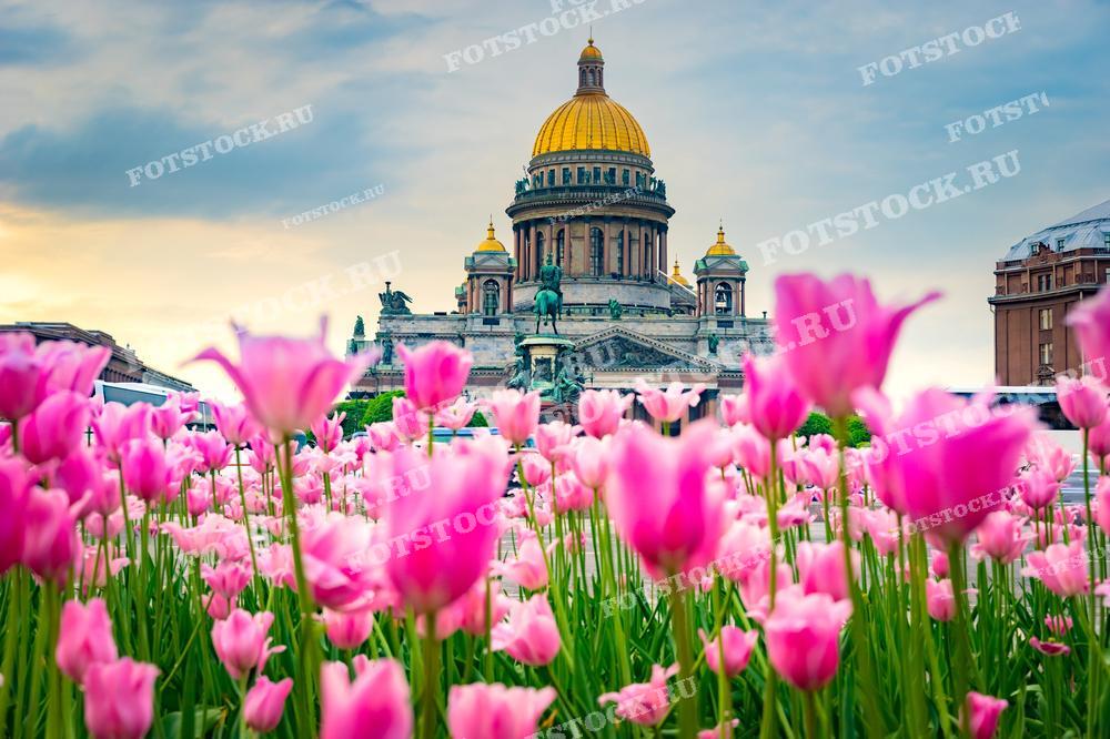 Эта фотография показывает Исаакиевский собор в Санкт-Петербурге, окружённый расцветшими тюльпанами. Сцена идеально подходит для изданий о путешествиях, культурных гидов или декоративных элементов, акцентирующих на великолепии русской архитектуры и природы.